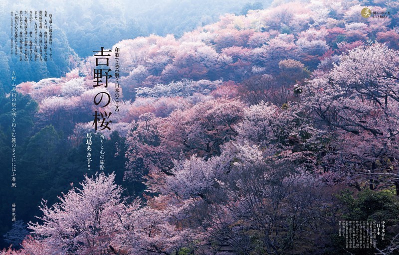 吉野の桜 祈りと心の旅路