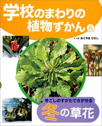 冬ごしのすがたでさがせる冬の草花４　学校のまわりの植物ずかん