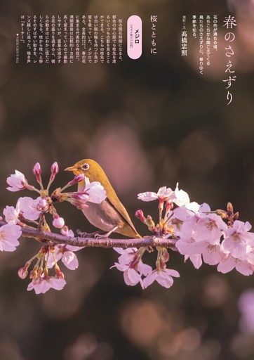 [グラビア]春のさえずり