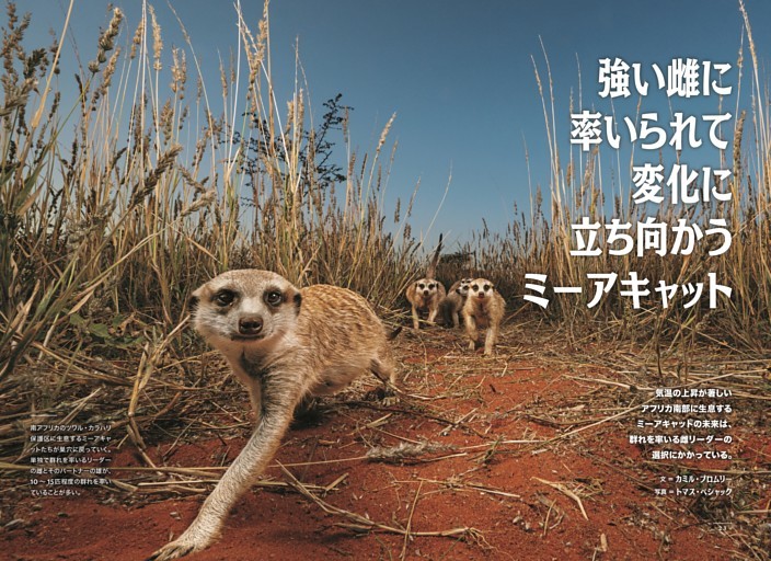 ミーアキャットと気候変動