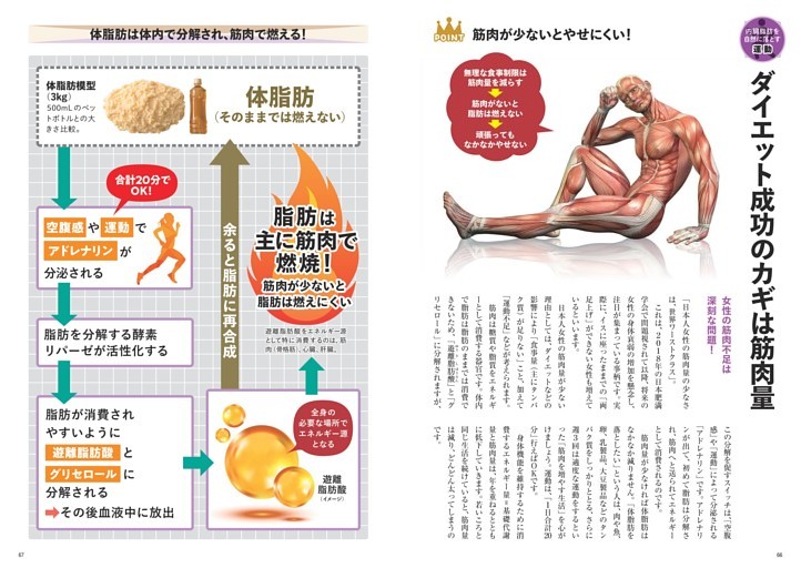 ● ダイエット成功のカギは筋肉量