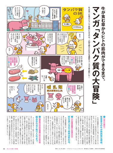牛が食む草からヒトの筋肉ができるまで。マンガ「タンパク質の大冒険」