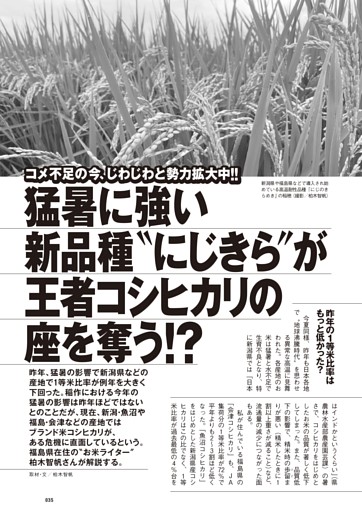 猛暑に強い新品種“にじきら”が王者コシヒカリの座を奪う!?