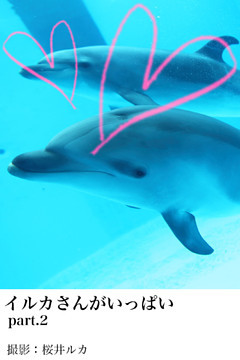 イルカさんがいっぱいpart.2
