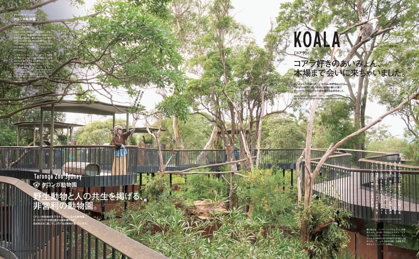 KOALA タロンガ動物園／カランビン・ワイルドライフ・サンクチュアリ　コアラ好きのあいみょん、本場まで会いに来ちゃいました。