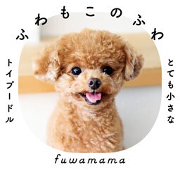 ふわもこのふわ とても小さなトイプードル