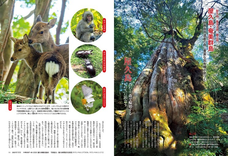 屋久島・奄美群島 世界自然遺産の森に豊富な固有種が息づく