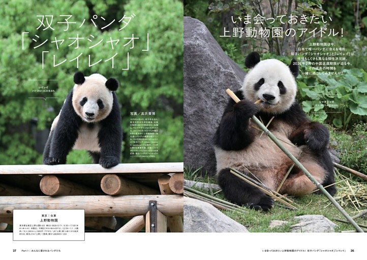 いま会っておきたい上野動物園のアイドル！双子パンダ「シャオシャオ
