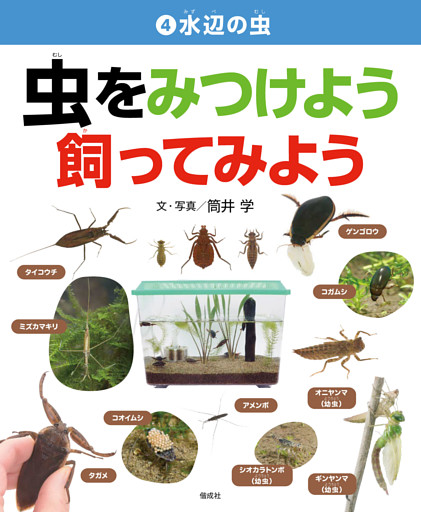 水辺の虫