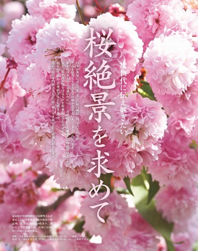 次世代に伝え継ぎたい　桜絶景を求めて