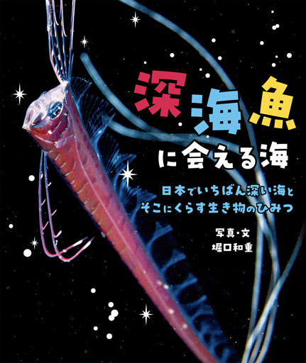 深海魚に会える海