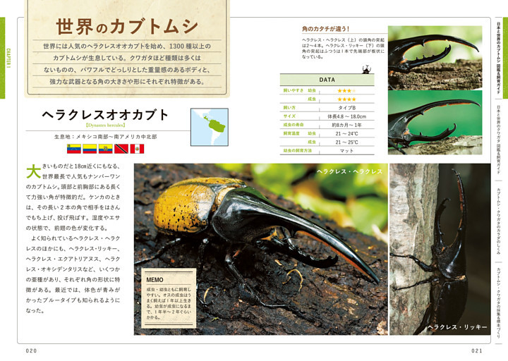 世界のカブトムシ　ヘラクレスオオカブト