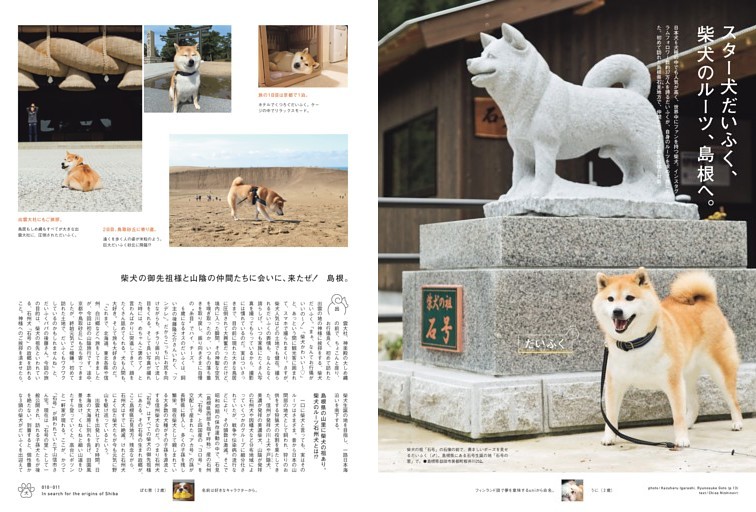 スター犬だいふく、柴犬のルーツ、島根へ。
