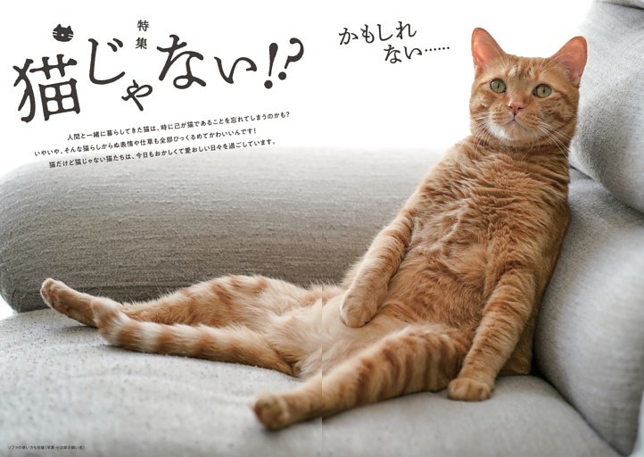 特集　猫じゃない！？かもしれない……