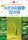 日本のメダカの飼育12か月