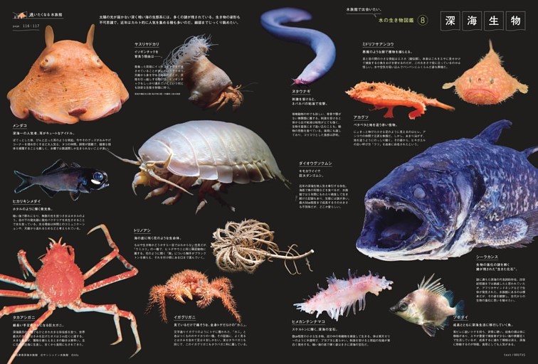 深海生物 水の生き物図鑑8／沼津港深海水族館 (ムック・増刊