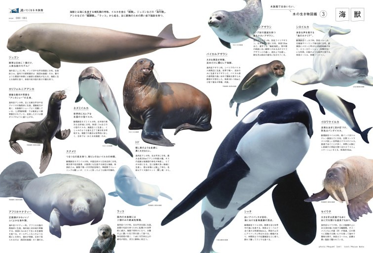 海獣　水の生き物図鑑３／鳥羽水族館