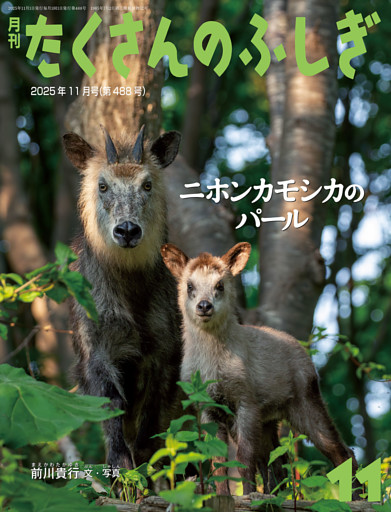 ニホンカモシカのパール（たくさんのふしぎ2025年11月号）
