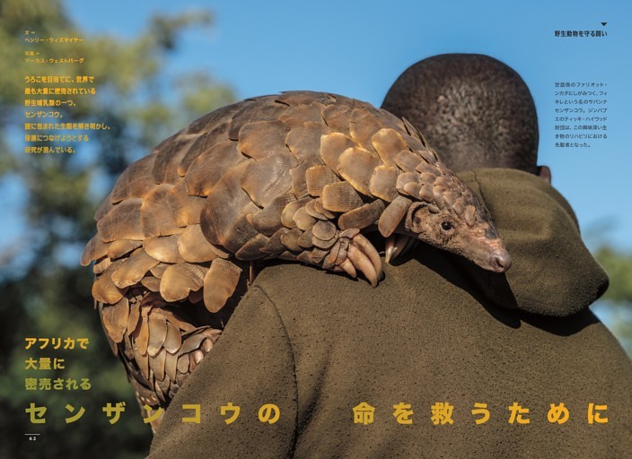 大量に密売されるセンザンコウ