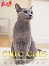 cute cats09 ロシアンブルー