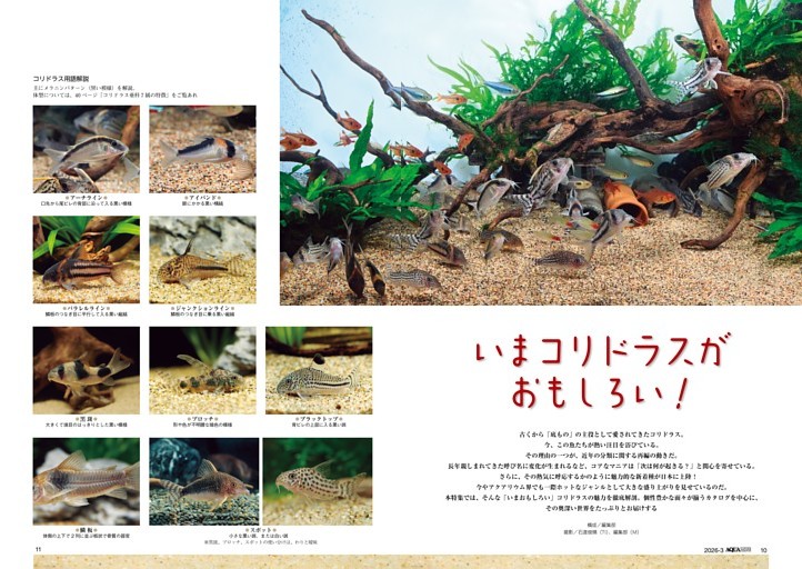 特集　いまコリドラスがおもしろい！