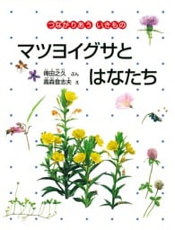 マツヨイグサとはなたち