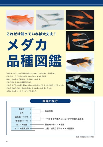 これだけ知っていれば大丈夫！メダカ品種図鑑
