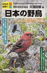 日本の野鳥