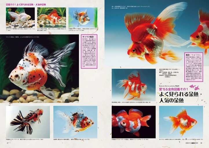 特集  愛でる金魚図鑑／良魚で贈る！愛でる金魚図鑑