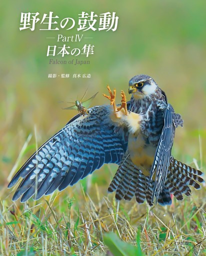 野生の鼓動 PartⅣ 日本の隼