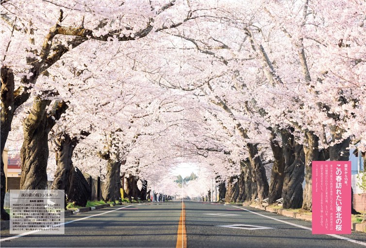 震災から15年。この春訪れたい東北の桜｜夜の森の桜トンネル（福島県