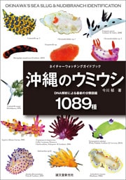 沖縄のウミウシ