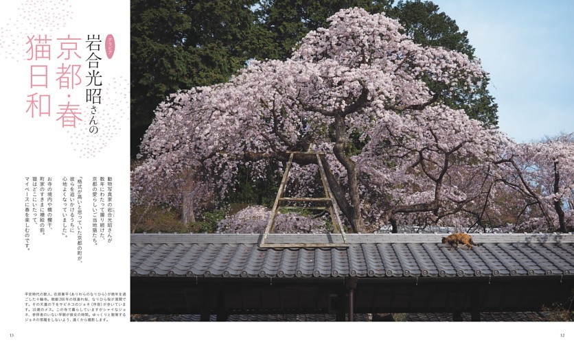 グラビア　写真・談＝岩合光昭　岩合光昭さんの京都・春　猫日和