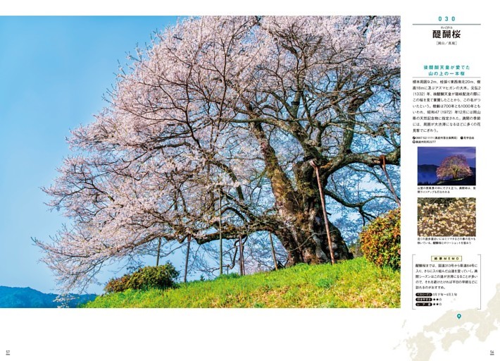 030 醍醐桜［岡山］