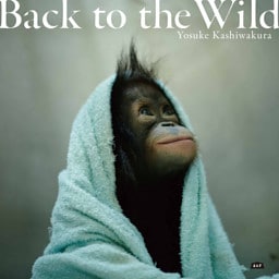 Back to the Wild 森を失ったオランウータン