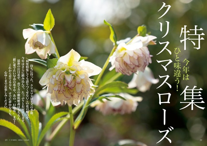 今年はひと味違う！クリスマスローズ