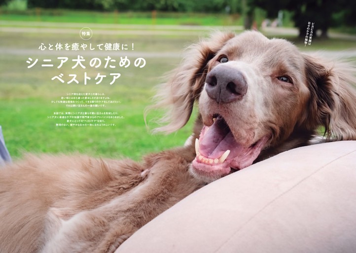 シニア犬のためのベストケア