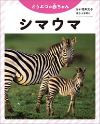 シマウマ