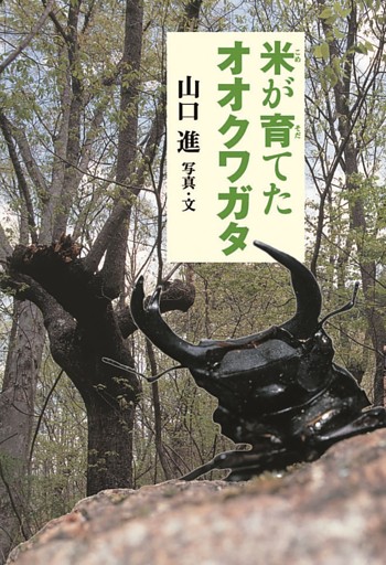 米が育てたオオクワガタ