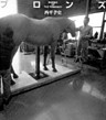 ブロンズ MAKING OF THE TOSHOBOY