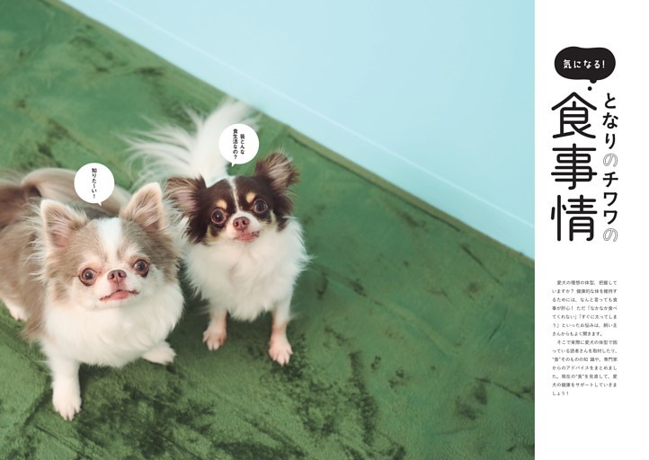 気になる！となりのチワワの食事情