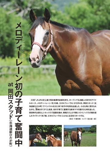 ★特集～メロディーレーン子育て奮闘中！　岡田スタッドを訪ねて ライラックは初子を受胎中