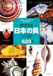 日本の貝温帯域・浅海で見られる種の生態写真＋貝殻標本
