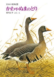 かわやぬまのとり