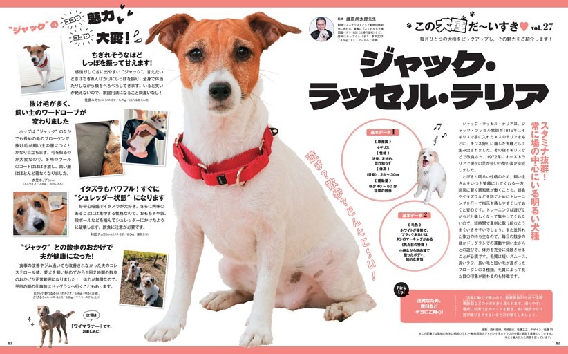 この犬種だ〜いすき　vol.27　ジャック・ラッセル・テリア