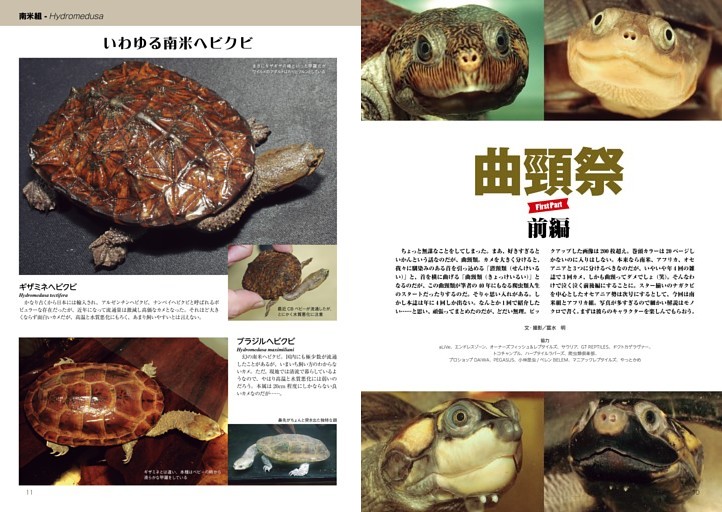 りくがめページ ケヅメリクガメ - Wikipedia