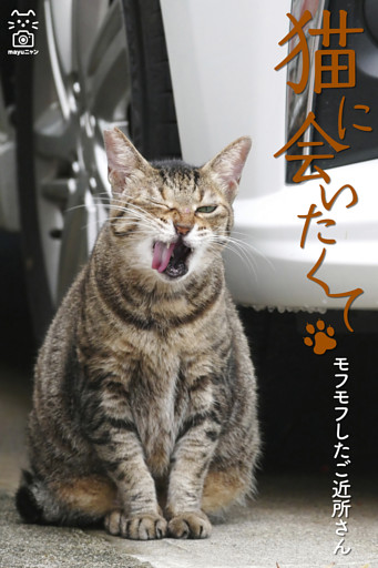 猫に会いたくて モフモフしたご近所さん