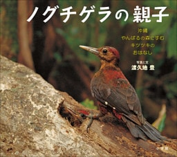 ノグチゲラの親子　～沖縄やんばるの森にすむキツツキのおはなし～（小学館の図鑑NEOの科学絵本）