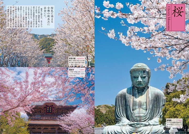 桜　Cherry blossoms