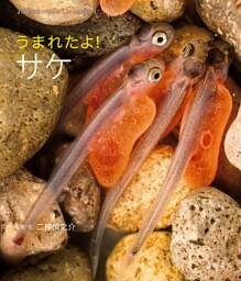 うまれたよ！ サケ